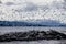 Cormorant and seagull colony on an island at Ushuaia in the Beagle Channel Beagle Strait, Tierra Del Fuego, Argentina