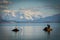 Cormorant and seagull land in a rock in Puerto Natales