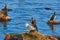 Cormorant and Seagull on the Rock