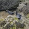 Cormorant Shag Phalacrocoracidae birds preening on rocky cliff f