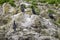 Cormorant Shag Phalacrocoracidae birds preening on rocky cliff f