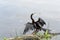 Cormorant on the shore Taylor Lake, Pinellas County, Florida, USA