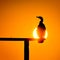 Cormorant silhouette in the sunset light