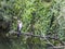 Cormorant sits on a branch by the river.