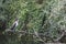 Cormorant sits on a branch by the water