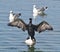 Cormorant sits on a buoy