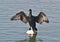 Cormorant sits on a buoy