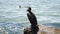 The cormorant sits on the coast and watches other birds. Beautiful and free sea bird