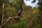 Cormorant sitting on a branch