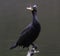 A Cormorant sitting on a branch lakeside