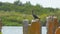 Cormorant sitting on concrete block against the bushes and spreads its wings