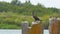 Cormorant sitting on concrete block against the bushes and spreads its wings