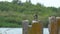 Cormorant sitting on concrete block against the bushes and spreads its wings