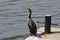 Cormorant sitting on concrete pier close to bitt on sea water background closeup. Wild sea bird in human habitat.