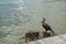 Cormorant sitting on a rusty vent hole, near a wooden pontoon in Danube Delta