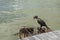 Cormorant sitting on a rusty vent hole, near a wooden pontoon in Danube Delta