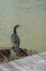 Cormorant sitting on a rusty vent hole, near a wooden pontoon in Danube Delta