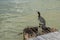 Cormorant sitting on a rusty vent hole, near a wooden pontoon in Danube Delta