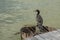 Cormorant sitting on a rusty vent hole, near a wooden pontoon in Danube Delta, Romania