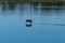 Cormorant splashing across a lake as it takes flight