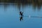 Cormorant splashing across the surface of a lake