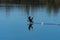 Cormorant splashing across the surface of a lake