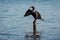 Cormorant spreading its wings on a pole at Celestun, Yucatan, Me