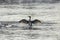 Cormorant spreading wings