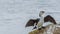 a cormorant stand on the rock while stretch the wings