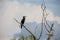 Cormorant standing on dead tree branche, Kerkini