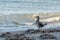 Cormorant Standing on Greystones Beach by the Waves