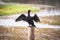 Cormorant standing on post in lake at Orlando Wetlands.