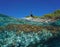 Cormorant standing rocky sea shore Mediterranean