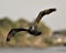 Cormorant Stock Photos. Cormorant bird flying with a fish hook caught in its beak with a blur background in its environment and