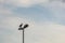 Cormorant on a street lamp