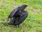 Cormorant Stretching