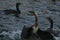Cormorant - a swimmer and hunter, he has beautiful black plumage