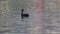 A cormorant swimming around on a lake