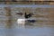 Cormorant taking a sunbath