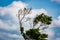 Cormorant on a tree at Celestun, Yucatan, Mexico