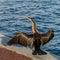 Cormorant Warming on the Swan River