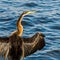 Cormorant Warming on the Swan River