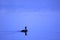 Cormorant water bird in blue seas.