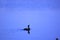 Cormorant water bird in blue seas.