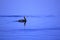 Cormorant water bird in blue seas.