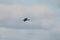 Cormorant, water bird of the Phalacrocoracidae family, flies in blue sky