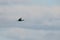 Cormorant, water bird of the Phalacrocoracidae family, flies in blue sky