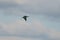 Cormorant, water bird of the Phalacrocoracidae family, flies in blue sky