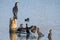 Cormorant water bird po delta regional park comacchio iitaly