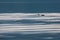 Cormorant wings in lake Kerkini, partial view